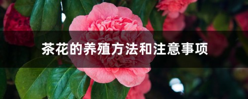 茶花的养殖方法和注意事项