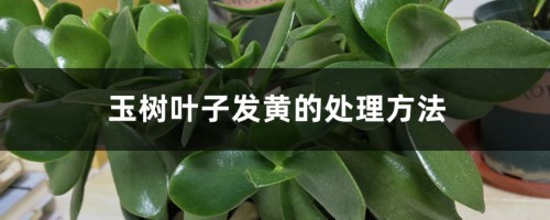 玉树叶子发黄的处理方法