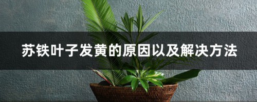 苏铁叶子发黄的原因以及解决方法