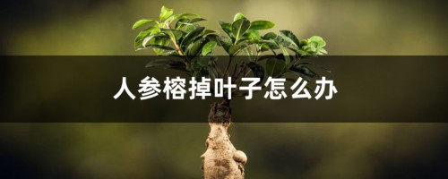 人参榕掉叶子怎么办