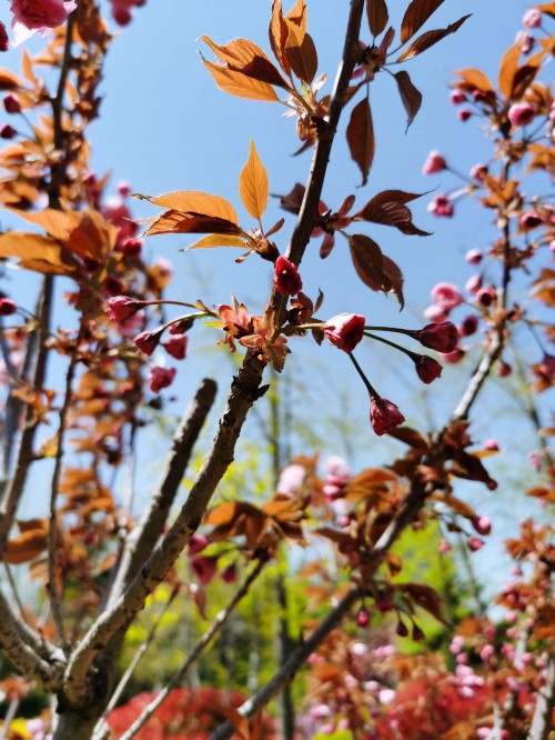 樱花