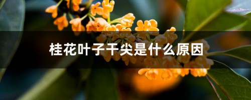 桂花叶子干尖是什么原因