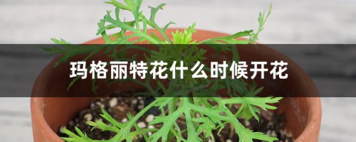 玛格丽特花什么时候开花