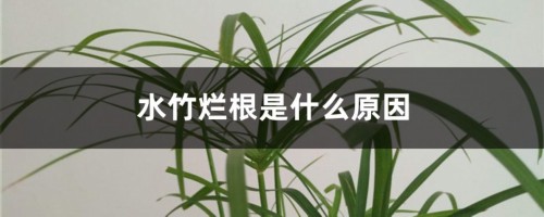 水竹烂根是什么原因