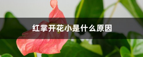 红掌开花小是什么原因