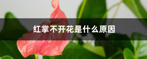 红掌不开花是什么原因