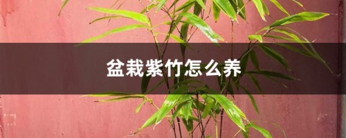 盆栽紫竹怎么养