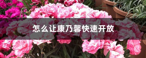 怎么让康乃馨快速开放，有花苞能喷水吗