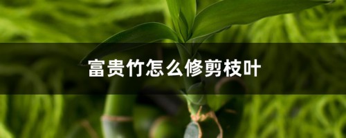 富贵竹怎么修剪枝叶