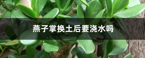 燕子掌换土后要浇水吗