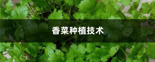 香菜种植技术