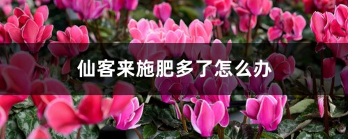 仙客来施肥多了怎么办，开花期可以施肥吗