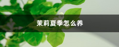 茉莉夏季怎么养