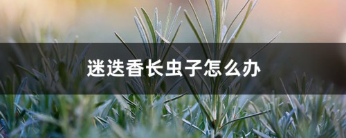 迷迭香长虫子怎么办