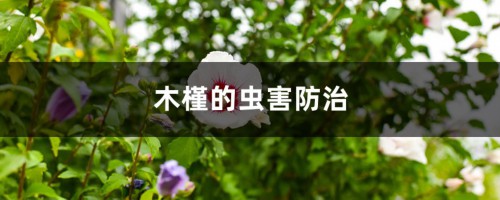 木槿的虫害防治