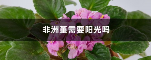 非洲堇需要阳光吗