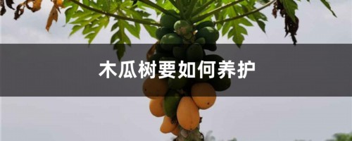 木瓜树要如何养护