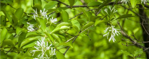 安阳适合养什么花，市花和市树是什么