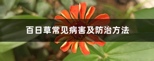 百日草常见病害及防治方法