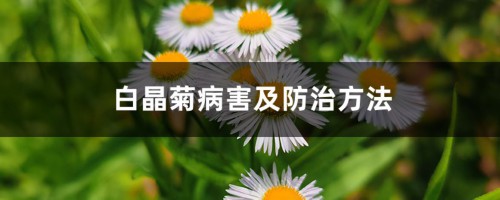 白晶菊病害及防治方法