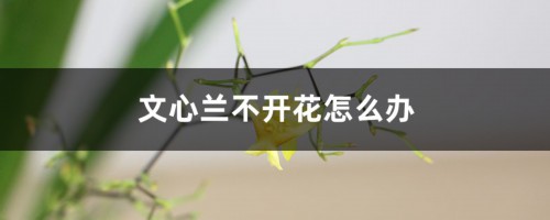 文心兰不开花怎么办