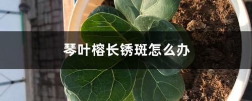 琴叶榕长锈斑怎么办