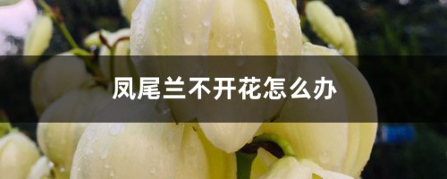 凤尾兰不开花怎么办