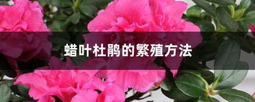 蜡叶杜鹃的繁殖方法