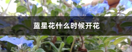 蓝星花什么时候开花