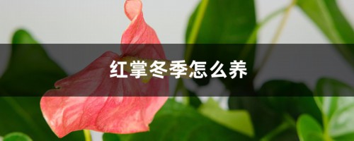 红掌冬季怎么养