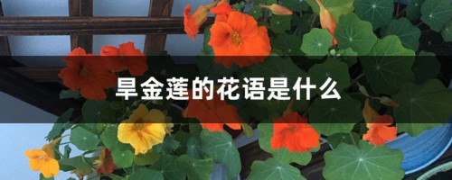 旱金莲的花语是什么