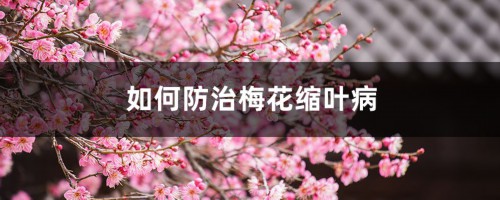 如何防治梅花缩叶病