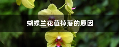 蝴蝶兰花苞掉落的原因