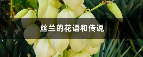 丝兰的花语和传说