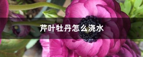 芹叶牡丹怎么浇水