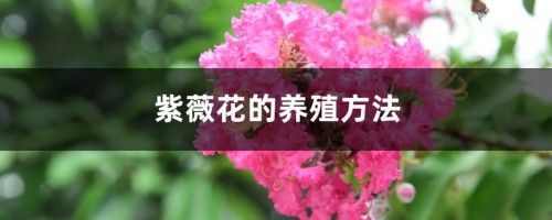 紫薇花的养殖方法