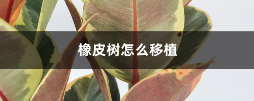 橡皮树怎么移植