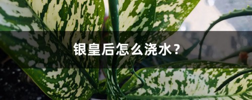 银皇后怎么浇水？