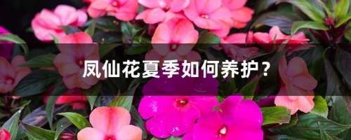 凤仙花夏季如何养护？