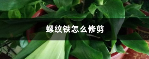 螺纹铁怎么修剪