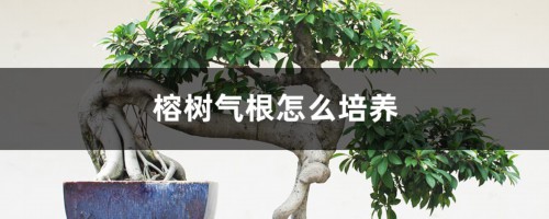 榕树气根怎么培养