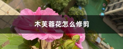 木芙蓉花怎么修剪