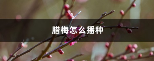 腊梅怎么播种