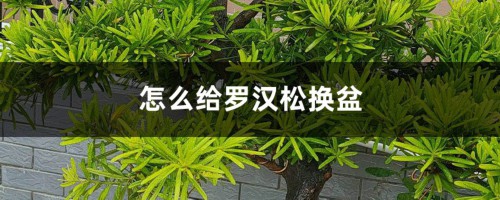 怎么给罗汉松换盆