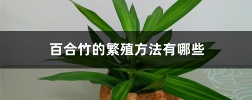 百合竹的繁殖方法有哪些