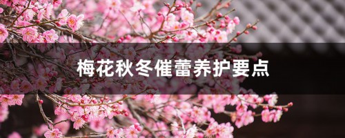 梅花秋冬催蕾养护要点