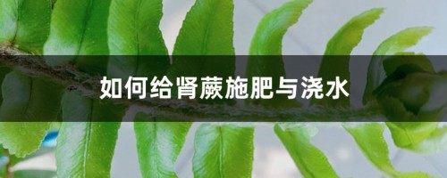 如何给肾蕨施肥与浇水