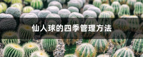 仙人球的四季管理方法