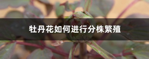 牡丹花如何进行分株繁殖