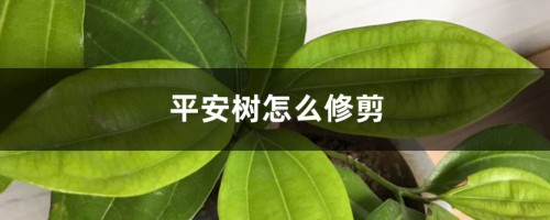 平安树怎么修剪